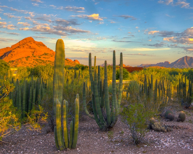 Desert Botanical Garden Phoenix Explorow Com